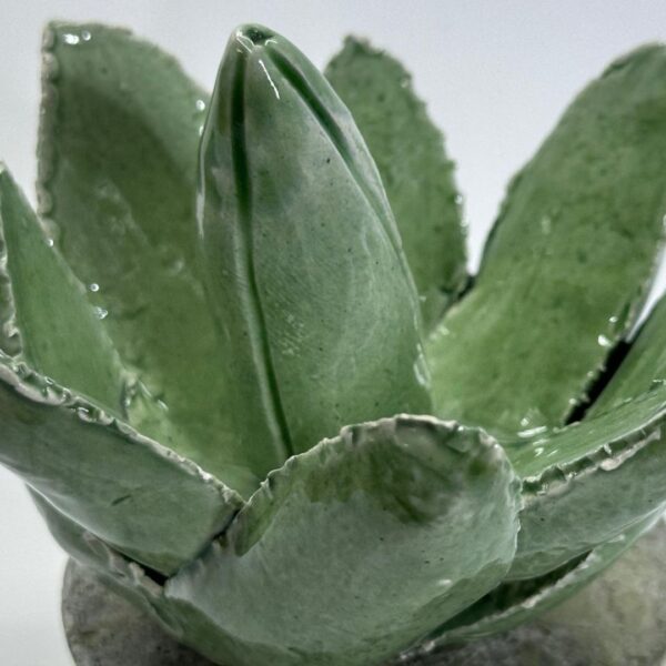 Cactus - Imagen 3